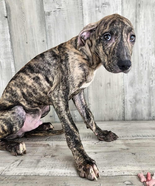 ANDRE - Plott Hound / Catahoula Leopard Dog available for adoption