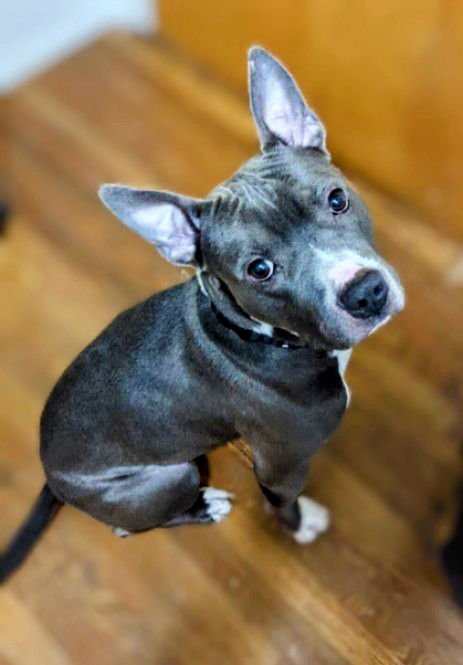 RANGER - American Staffordshire Terrier available for adoption