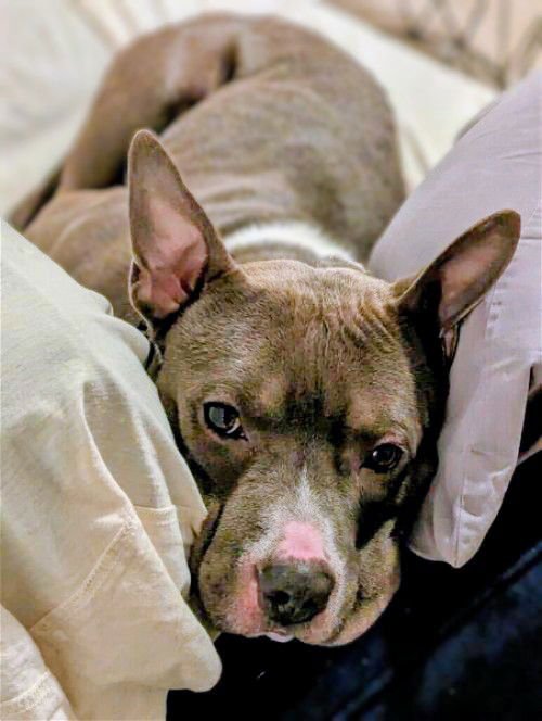 RANGER - American Staffordshire Terrier available for adoption