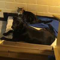 Senior Foster - Photo 1