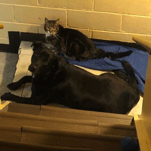 SENIOR FOSTER - Labrador Retriever available for adoption