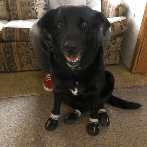 SENIOR FOSTER - Labrador Retriever available for adoption