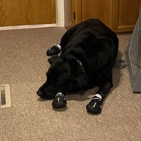 Senior Foster - Photo 3