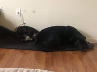 Senior Foster - Photo 5