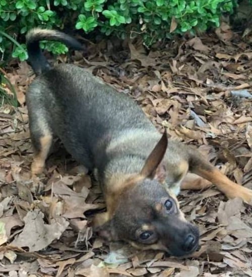 TANNER - Chihuahua available for adoption