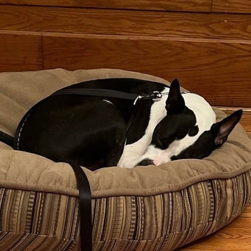 LINKS - American Staffordshire Terrier available for adoption