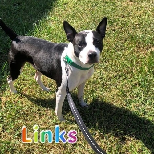 LINKS - American Staffordshire Terrier available for adoption