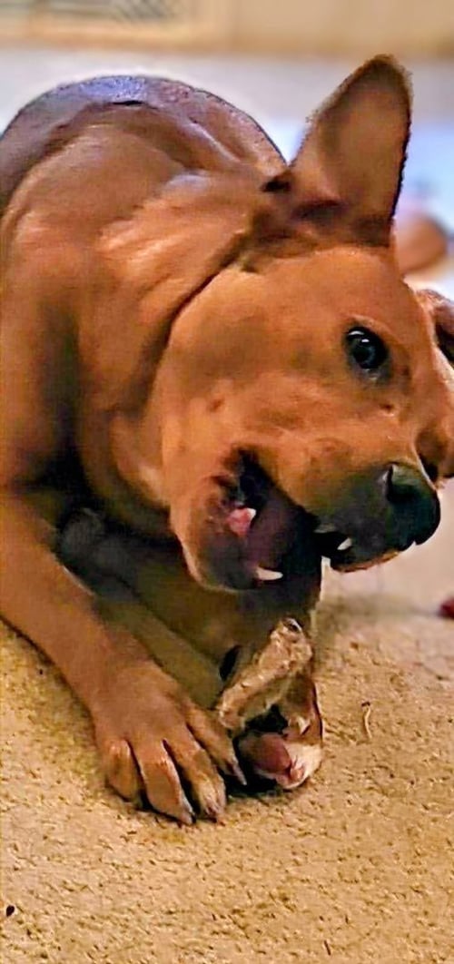 YOUNG COOPER - American Staffordshire Terrier / German Shepherd Dog available for adoption