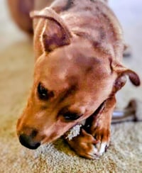 Young Cooper - Photo 4