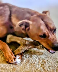 Young Cooper - Photo 5