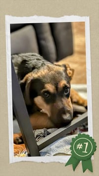 Benn - Urgent - Photo 1