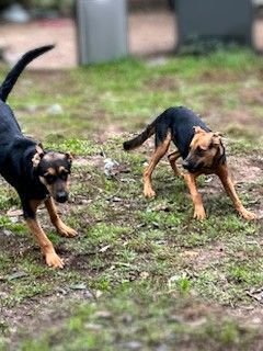 BENN - URGENT - German Shepherd Dog available for adoption