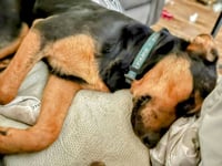 Benn - Urgent - Photo 3