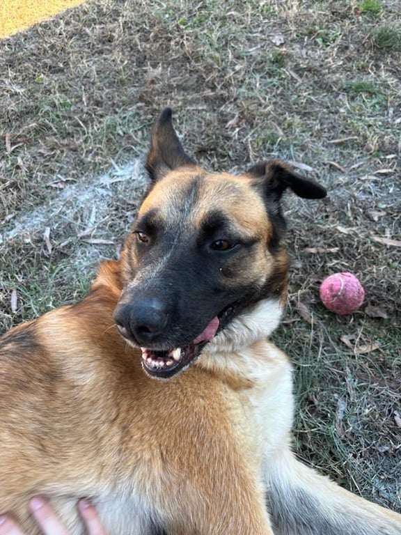 Mama Rosie - Urgent Image