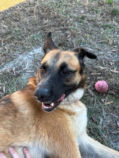 MAMA ROSIE - URGENT - German Shepherd Dog / Terrier available for adoption