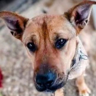 MAMA ROSIE - URGENT - German Shepherd Dog / Terrier available for adoption