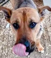 Mama Rosie - Urgent - Photo 4