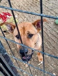 Mama Rosie - Urgent - Photo 6