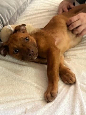 PENNY'S PUPPIES MALES - TN - American Staffordshire Terrier available for adoption