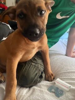 PENNY'S PUPPIES MALES - TN - American Staffordshire Terrier available for adoption