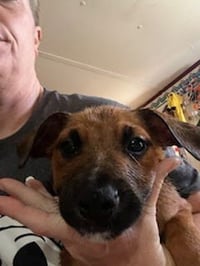 Penny's Puppies Males - TN - Photo 3