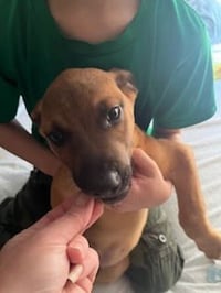 Penny's Puppies Males - TN - Photo 4