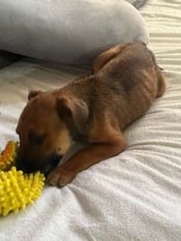 Penny's Puppies Males - TN - Photo 5