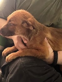 Penny's Puppies Males - TN - Photo 6