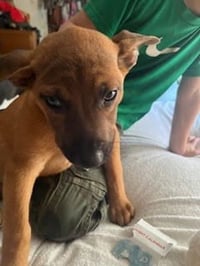 Penny's Puppies Males - TN - Photo 7