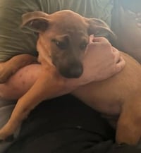 Penny's Puppies Males - TN - Photo 8