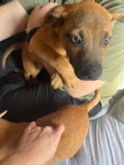 Penny's Puppies Males - TN - Photo 9