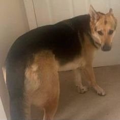 SAMMI - German Shepherd Dog available for adoption