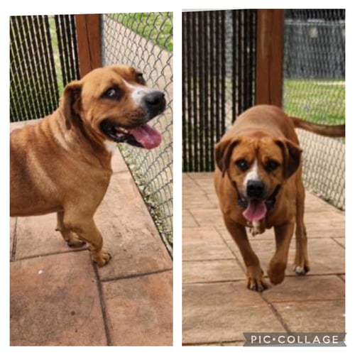 BUBBA - Black Mouth Cur available for adoption
