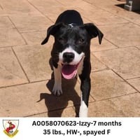 Izzy - Photo 1