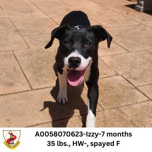 IZZY - Terrier / German Shorthaired Pointer available for adoption