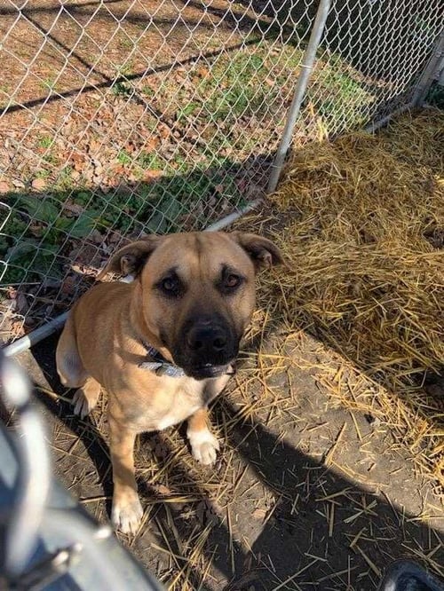 TRAVIS - TAYLOR SWIFT GROUPIE - Bullmastiff / German Shepherd Dog available for adoption