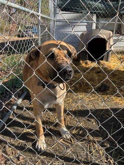 TRAVIS - TAYLOR SWIFT GROUPIE - Bullmastiff / German Shepherd Dog available for adoption