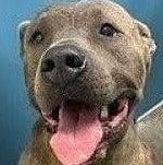 MEG - American Staffordshire Terrier available for adoption