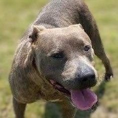 MEG - American Staffordshire Terrier available for adoption