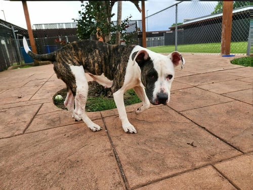 PRINCESS - Terrier available for adoption