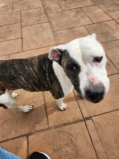 PRINCESS - Terrier available for adoption