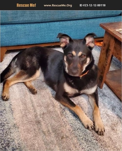 SALLY - URGENT LOSING FOSTER - German Shepherd Dog available for adoption