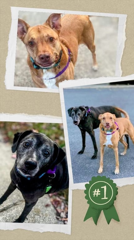 Senior Bonded Pair Dumped Image