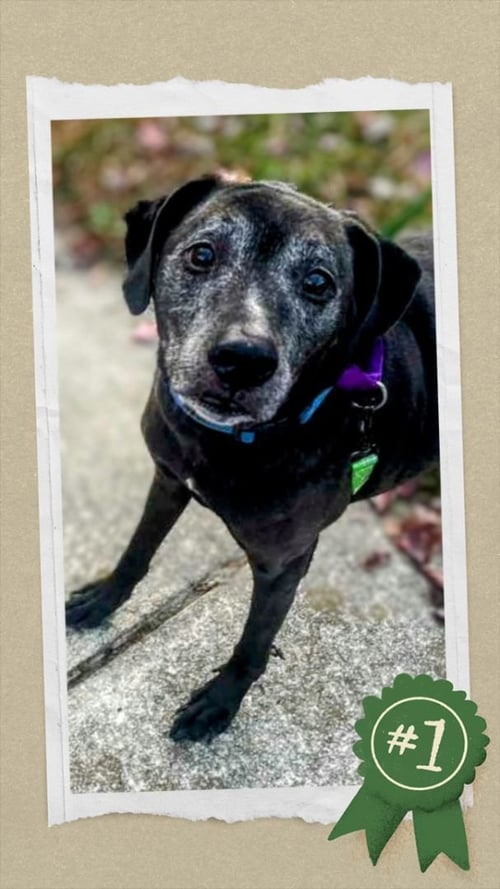 SENIOR BONDED PAIR DUMPED - Hound / Terrier available for adoption