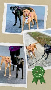 Senior Bonded Pair Dumped - Photo 3