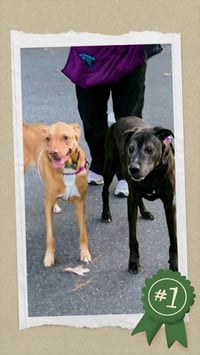 Senior Bonded Pair Dumped - Photo 4