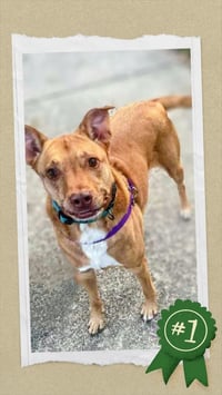 Senior Bonded Pair Dumped - Photo 5