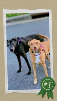 Senior Bonded Pair Dumped - Photo 6