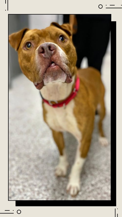 STEWART - Boxer available for adoption