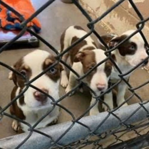 JAMES, PAISLEY, & IVORY - American Staffordshire Terrier / Terrier available for adoption